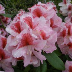 Rhododendron Belami