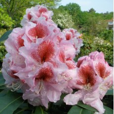 Rhododendron Belami