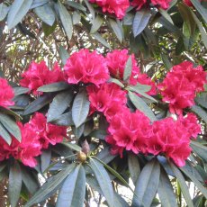 Rhododendron Bibiani