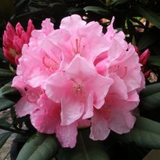 Rhododendron Birthday Girl