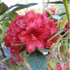 Rhododendron Black Magic