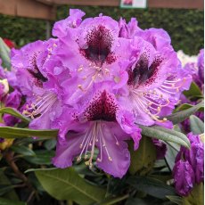 Rhododendron Blaue Jungs INKARHO