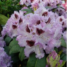 Rhododendron Blue Peter  AGM
