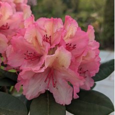 Rhododendron Brasilia