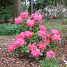 Rhododendron Bremen
