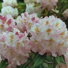 Rhododendron Brigitte INKARHO