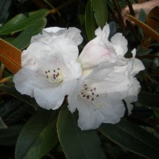 Rhododendron bureavii  AGM