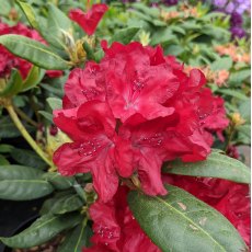 Rhododendron Busuki