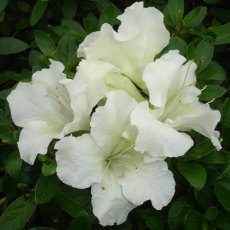 Evergreen Azalea Gumpo White