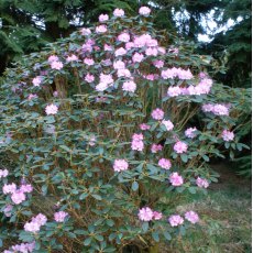 Rhododendron campanulatum