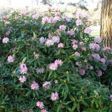 Rhododendron Caucasicum Pictum