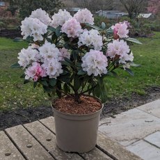 Rhododendron Christmas Cheer AGM