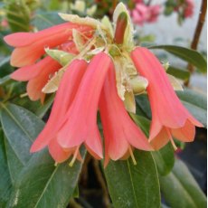 Rhododendron Cinnkeys Minterne