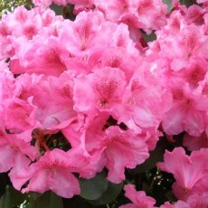 Rhododendron Claudine