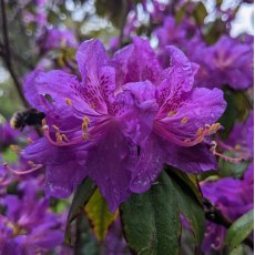 Rhododendron Contina