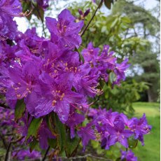 Rhododendron Contina