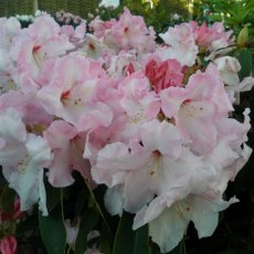 Rhododendron Cotton Candy