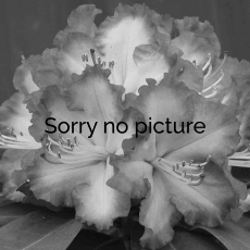 no image available