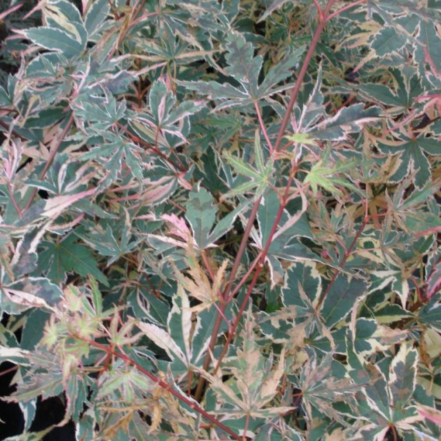Acer palmatum 'Beni-schichihenge'
