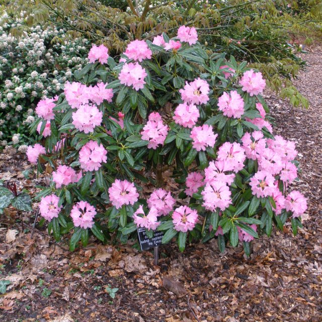 Rhododendron degronianum 'Ho Emma' - Buy 'Ho Emma' Rhododendrons - Millais  Nurseries