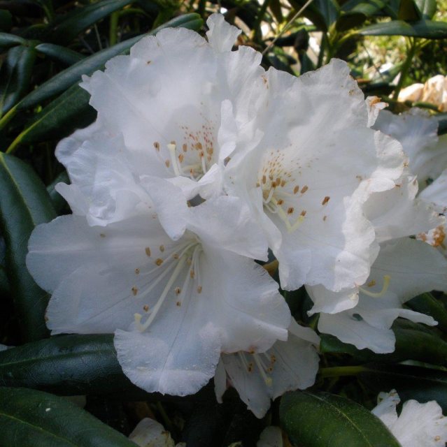 Rhododendron degronianum heptamerum 'Oki Koki'