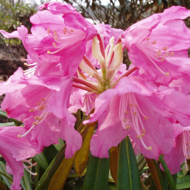 Rhododendron degronianum 'Rae's Delight'