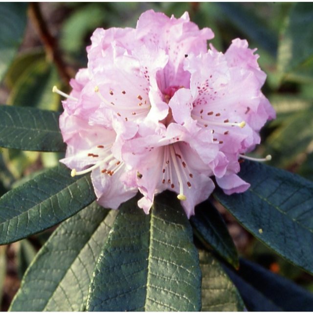 Rhododendron denudatum