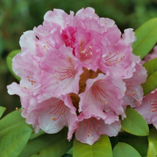 Rhododendron Doc