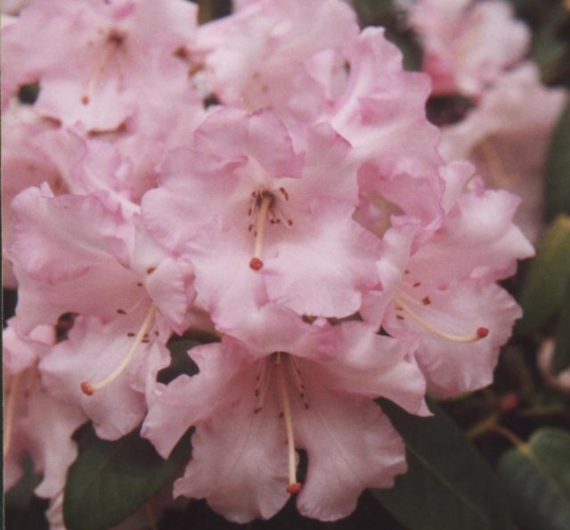 Rhododendron Dormouse