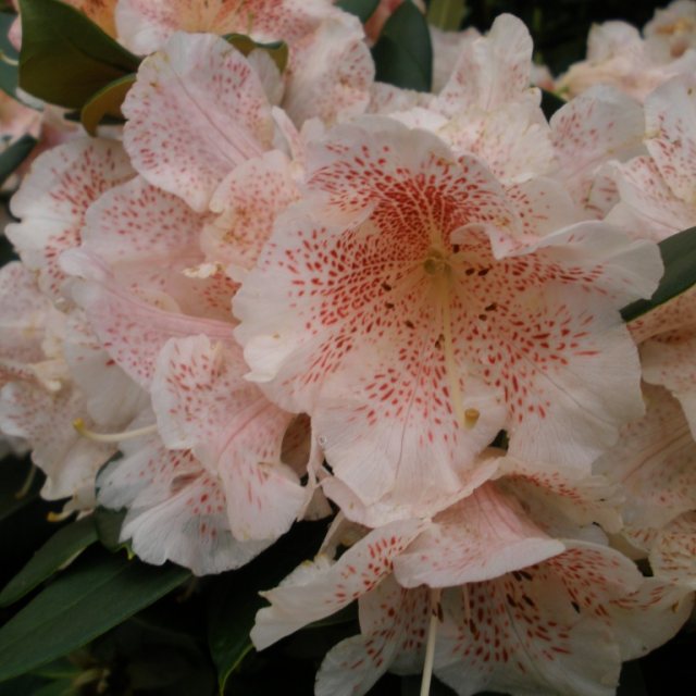 Rhododendron Double Dots