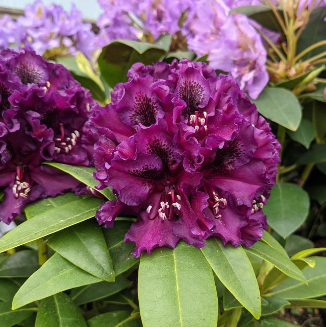 Rhododendron Dramatic Dark