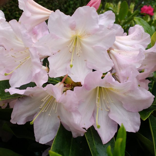 Rhododendron Dufthecke Rose INKARHO