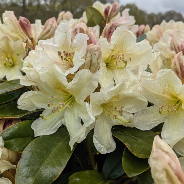 Rhododendron Dufthecke Yellow INKARHO