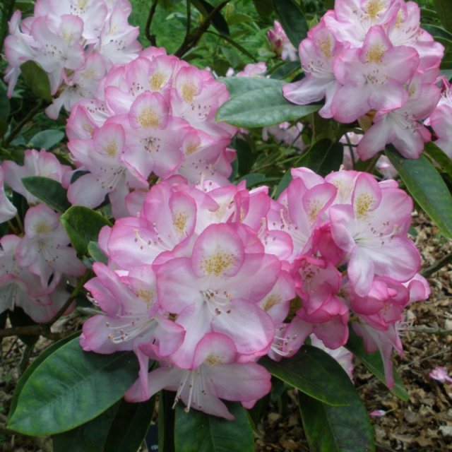 Rhododendron Eileen