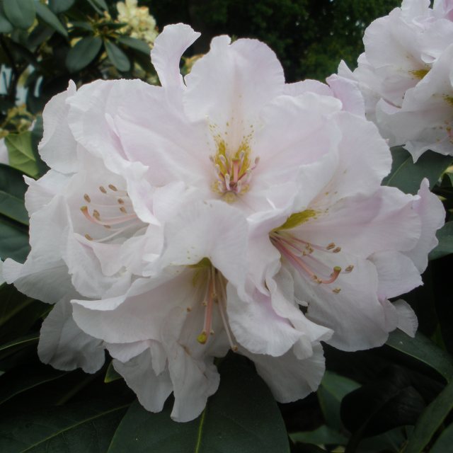 Rhododendron Eskimo