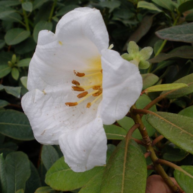 Rhododendron excellens