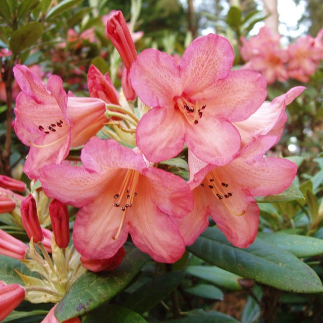 Rhododendron Fabia Waterer