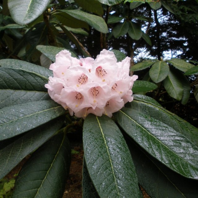 Rhododendron falconeri  AGM