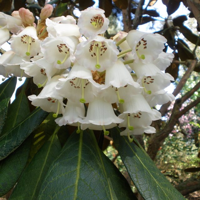 Rhododendron falconeri AGM - Buy Rhododendron falconeri online - Millais  Nurseries
