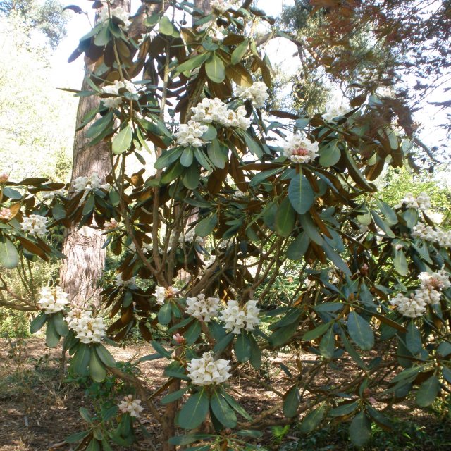 Rhododendron falconeri AGM - Buy Rhododendron falconeri online - Millais  Nurseries
