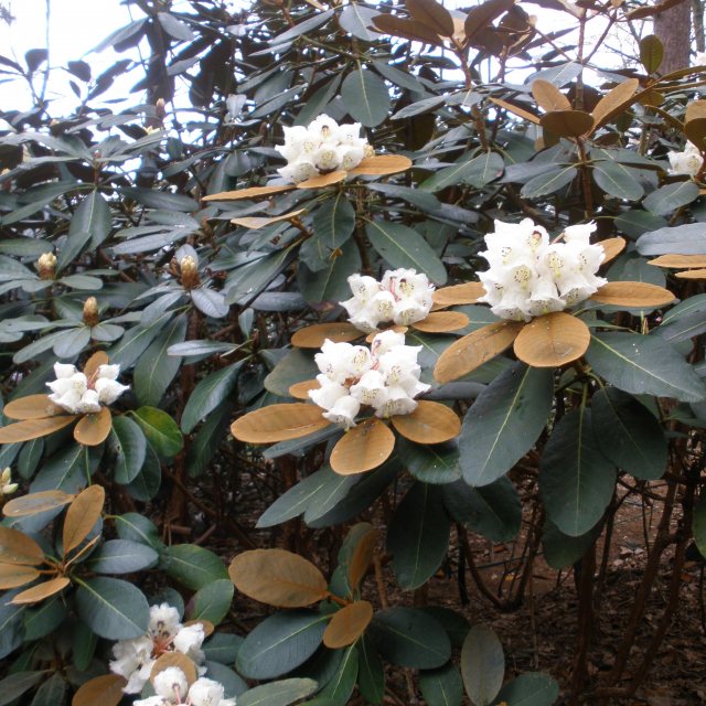 rhododendron rex R. 'Boddaertianum' main image 0