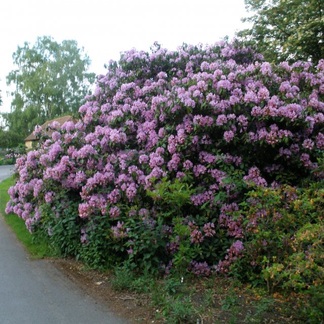 Rhododendron Fastuosum Flore Pleno - Buy Fastuosum Rhododendrons - Millais  Nurseries