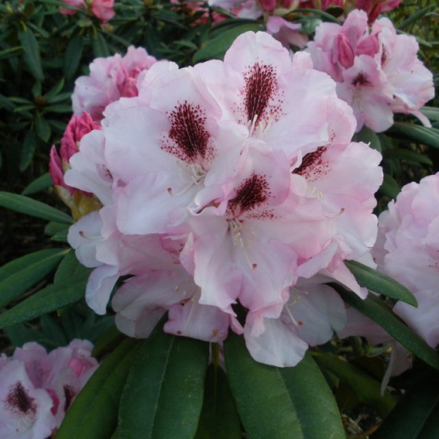 Rhododendron Flanagans Daughter