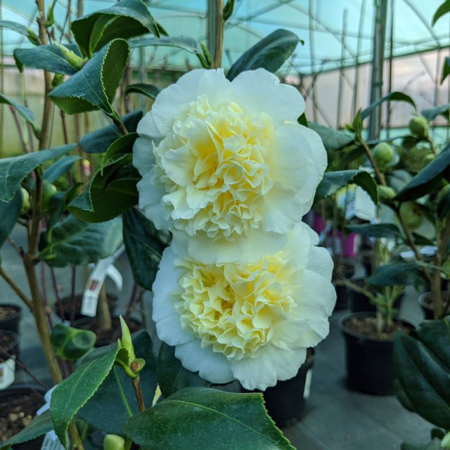 Camellia japonica 'Brushfields Yellow'