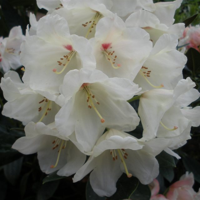 Rhododendron Flava