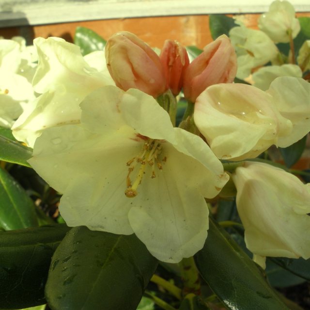 Rhododendron Flava INKARHO