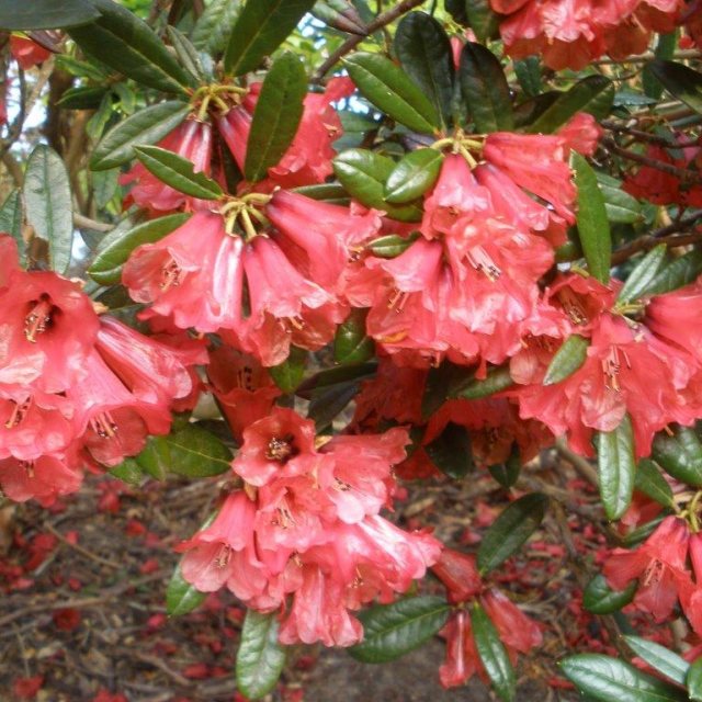 Rhododendron floccigerum