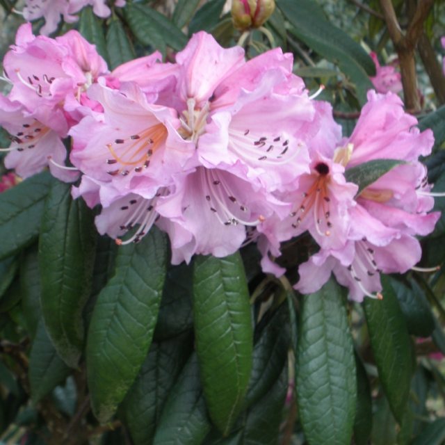 Rhododendron floribundum