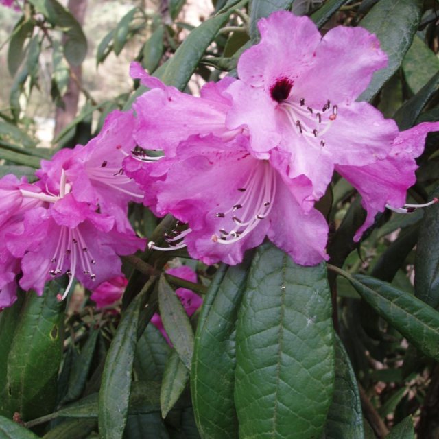 Rhododendron floribundum 'Borde Hill'