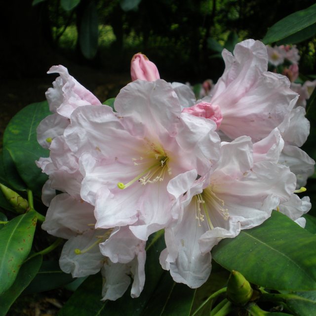 Rhododendron fortunei discolor  AGM